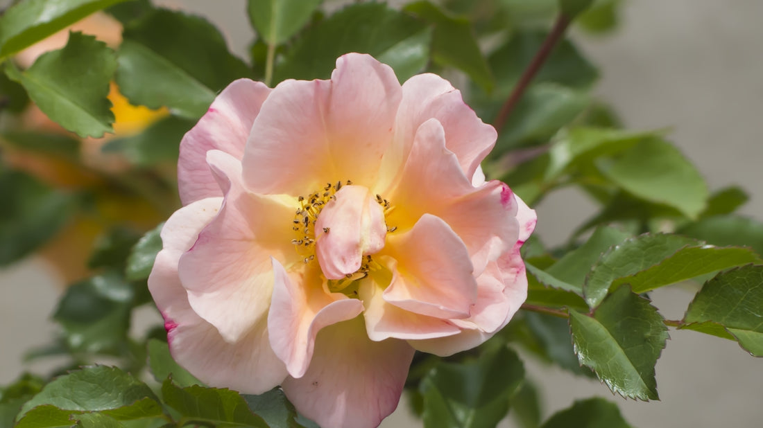 a close up of a pink flower with green leaves