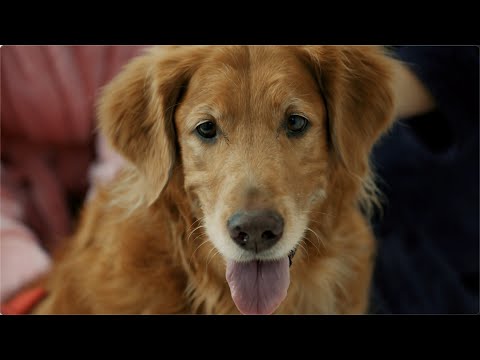 Golden retriever regardant l'objectif, utilisé pour illustrer la capacité du Roborock Q7 Max+ à aspirer les poils d'animaux efficacement.