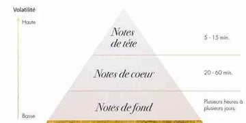 Comprendre les notes d’un parfum et leur évolution dans le temps - Cpourtoi.Net