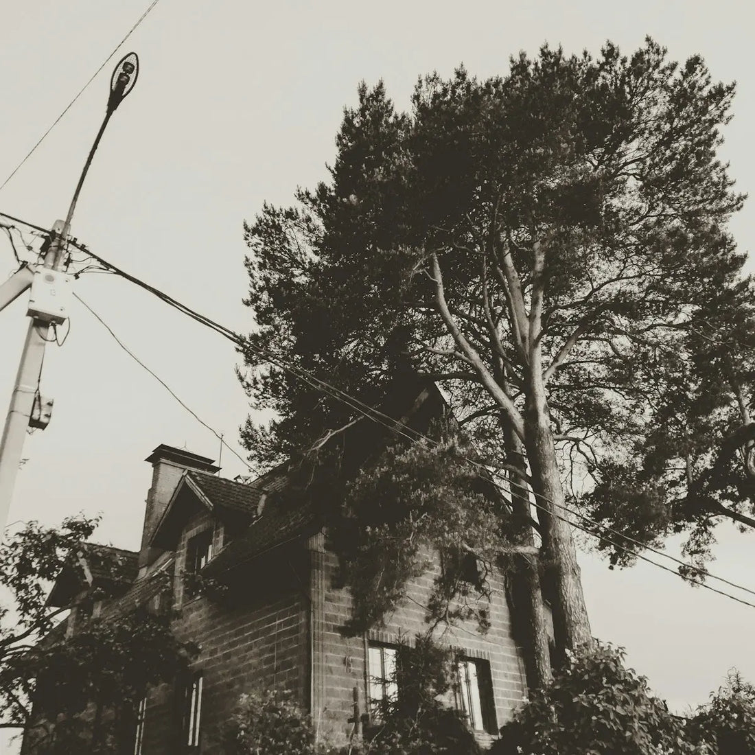 sepia photography of green-leafed trees beside utility post