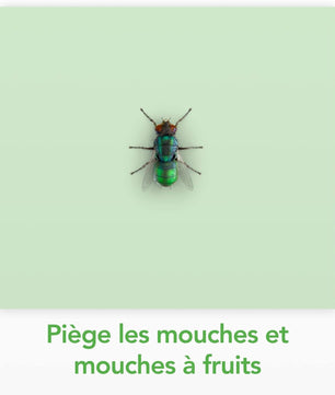 Raid Essentials Piège Anti-Mouches - Stickers Fenêtres - Jusqu'à 6 Mois d'Efficacité - 6 Pièges