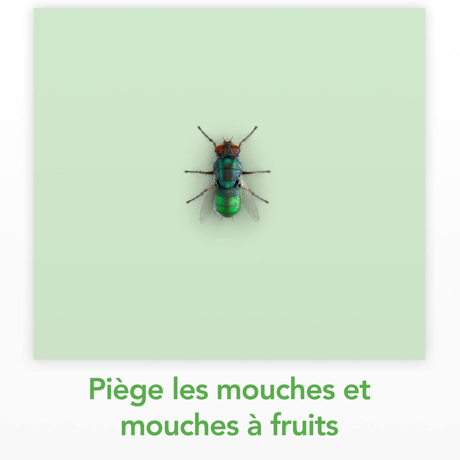 Raid Essentials Piège Anti-Mouches - Stickers Fenêtres - Jusqu'à 6 Mois d'Efficacité - 6 Pièges