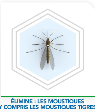 Illustration d’un moustique tigre ciblé par Raid Anti Moustiques, efficacité prouvée contre les moustiques domestiques et tropicaux.