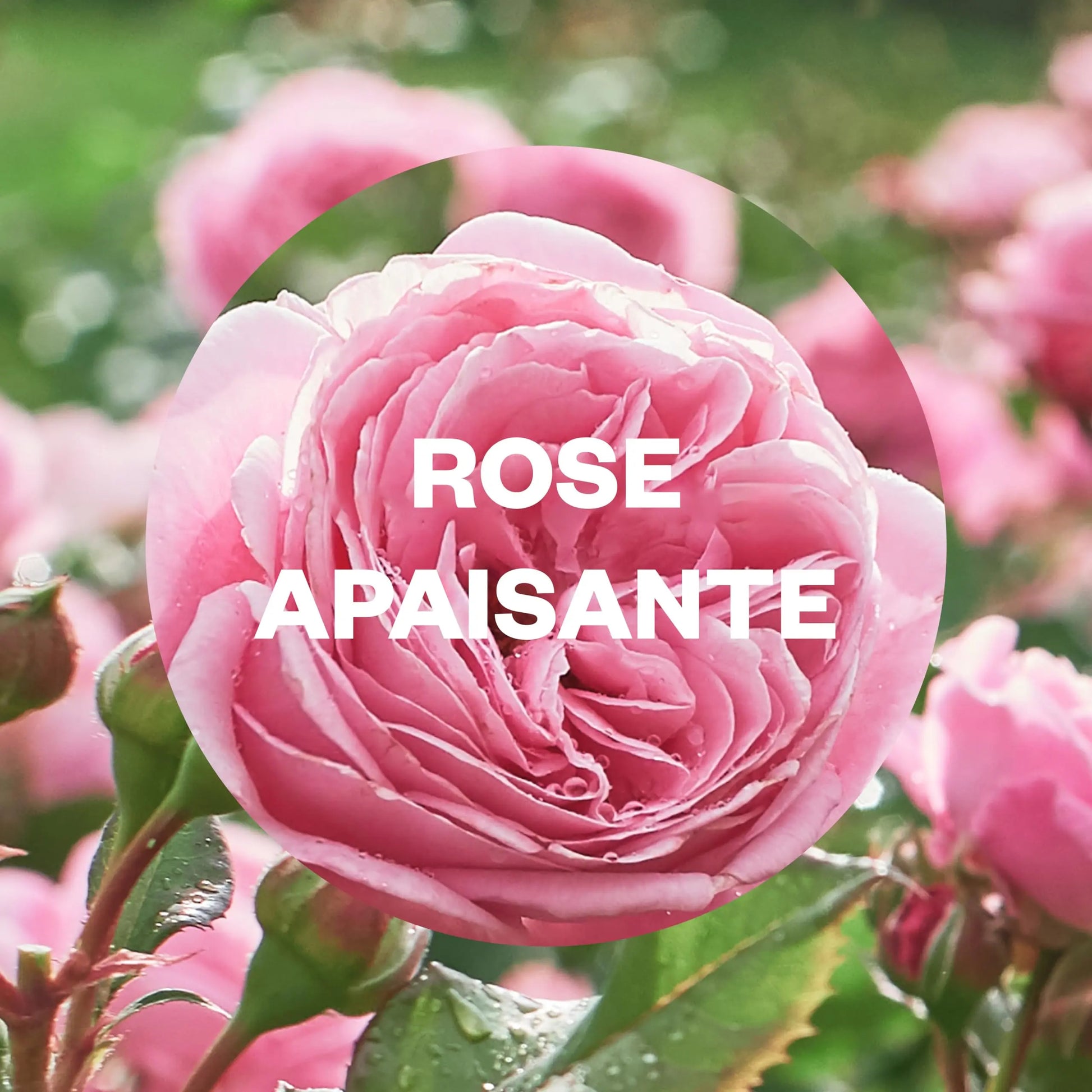 RECHARGE AIRWICK rose apaisante - huiles essentielles - 20 ml, lot de 3 - Cpourtoi.Net